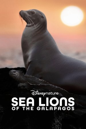 Otaries des Galápagos